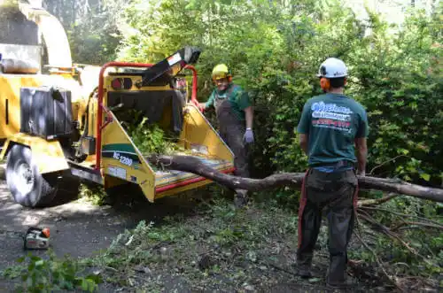 tree services Smyrna